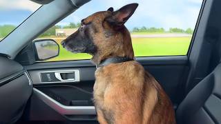 I got a Malinois but God Accidentally gave me a Comedian! 🤣 Funny BELGIAN MALINOIS