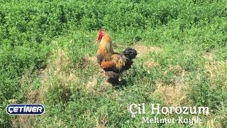 Çil Horozum - Mehmet Kayık - (Sazlı Sözlü Oyun Havaları) - [Offical Video]