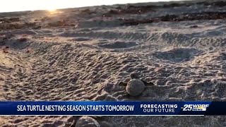 Sea turtle nesting season begins March 1