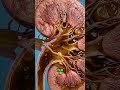 Do you know what happens to your kidneys every time you hold your pee #humanbody