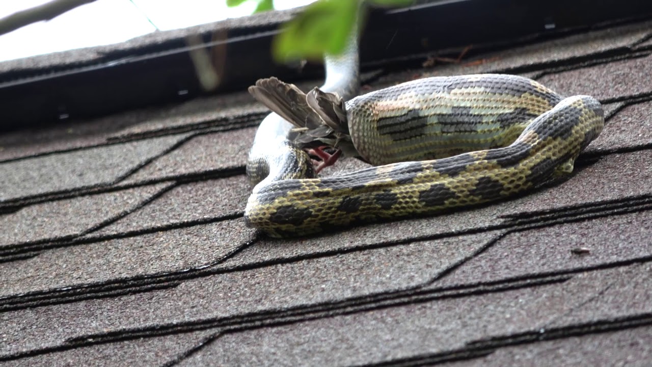 There's A Snake on my Roof! (And it Ate a Bird) YouTube