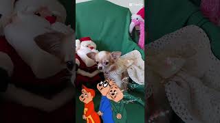 Chihuahua Matilda 12 Days Of Christmas Fashions.