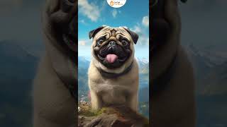 7 DOG BREEDS SUITED FOR INDIAN CLIMATE #shorts by Sri Sai Pet World 158 views 8 days ago 1 minute, 27 seconds