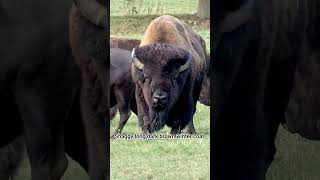 The Largest Land Mammal in North America 🦬 | Bison