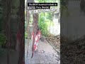 The BEST haunted AirBnb in Paco Manila! Coco's Garden