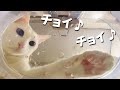 新しい水飲みに変えたら超可愛い猫達の様子が見られて幸せでした