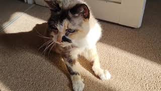 Cat wakes up, mrrps, and says hello by Cookie the Calico 27,027 views 2 years ago 32 seconds