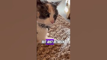 Ginger the calico cat is one of those too! 😺 Idiot test #catshorts Funny Cat Videos Shorts Idiots