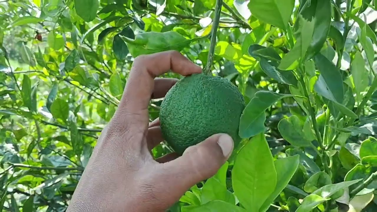 मोसंबि झाळा ला. बुरशी  पराठि  पासून सावध   राहा आनि  मोसंबि  झाळा  निरोगी  झाळ. 🍊