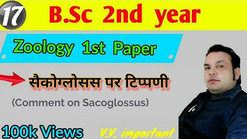 Comment on Saccoglossus, Bsc 2nd year | Zoology 1st paper, paper Hacker
