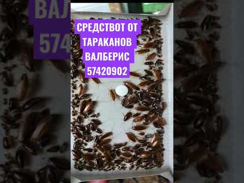 Лучшее средство от тараканов , ловушка от тараканов для тараканов избавиться от насекомых  тараканы