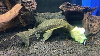 Big watermelon pleco by FrostBent 356 views 5 years ago 33 seconds