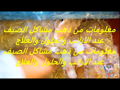 معلومات من ذهب مشاكل الصيف عند الارانب والحلول والعلاج