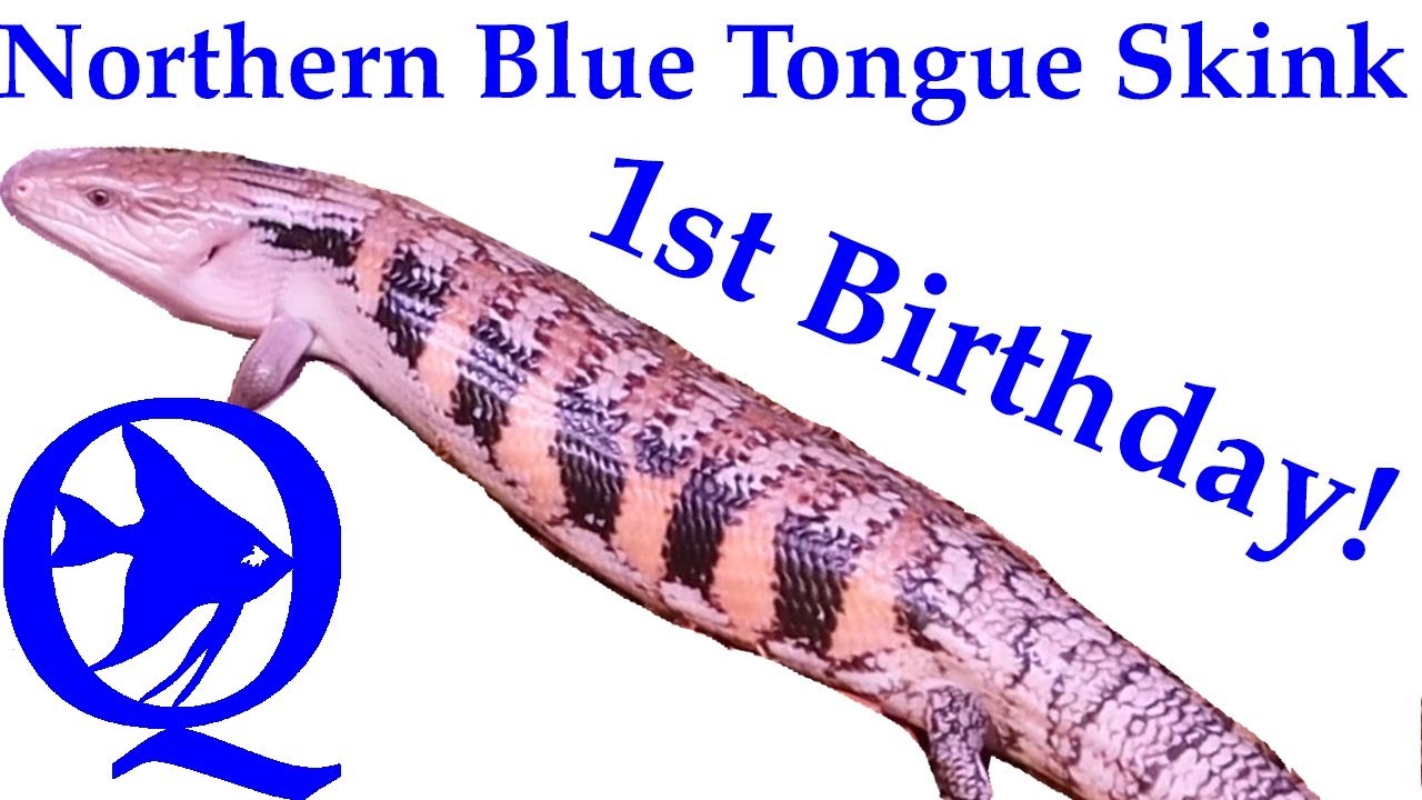 skins exclusivas fortnite Northern Blue Tongue Skink Bio Active Setup: 1 Year Old Today