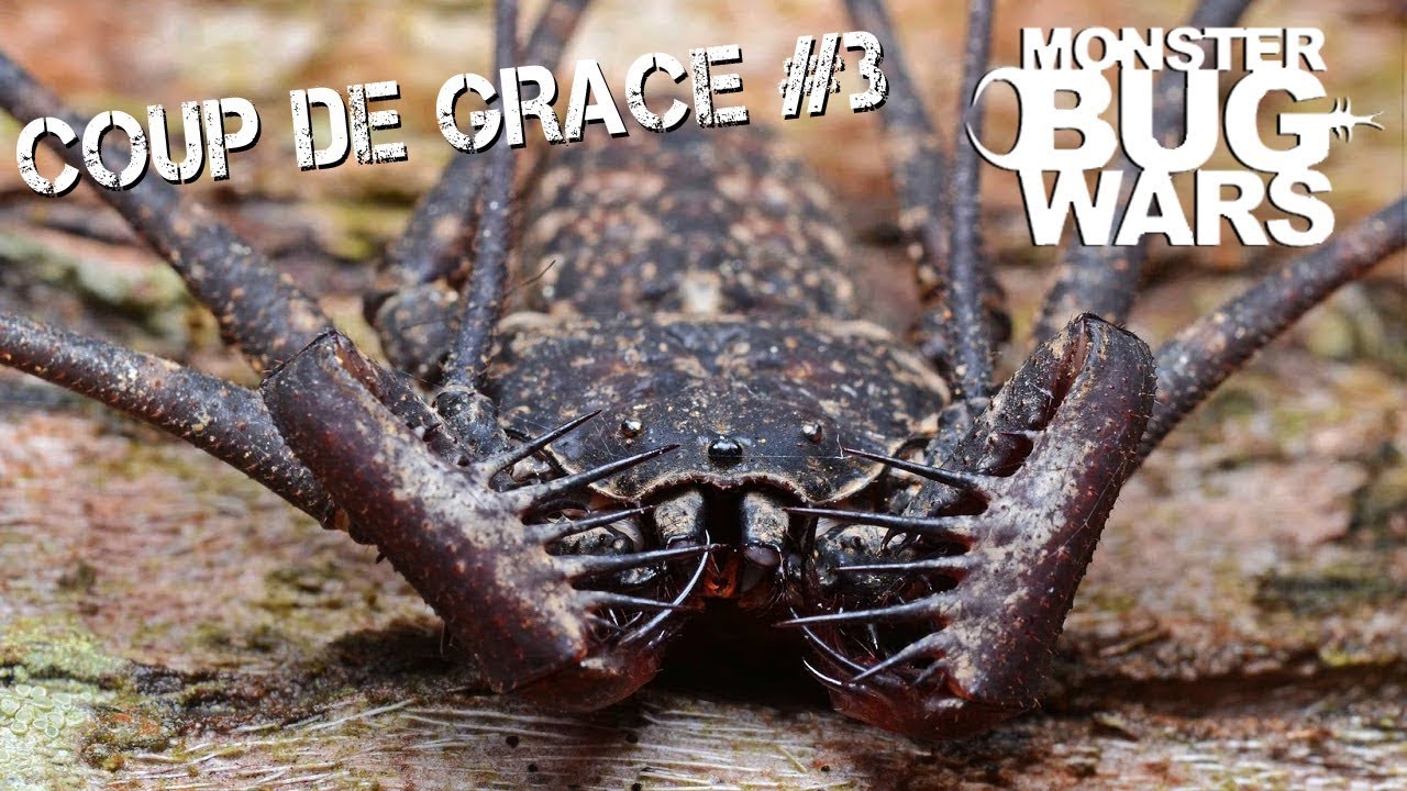 MONSTER BUG WARS | Coup De Grace Collection #3