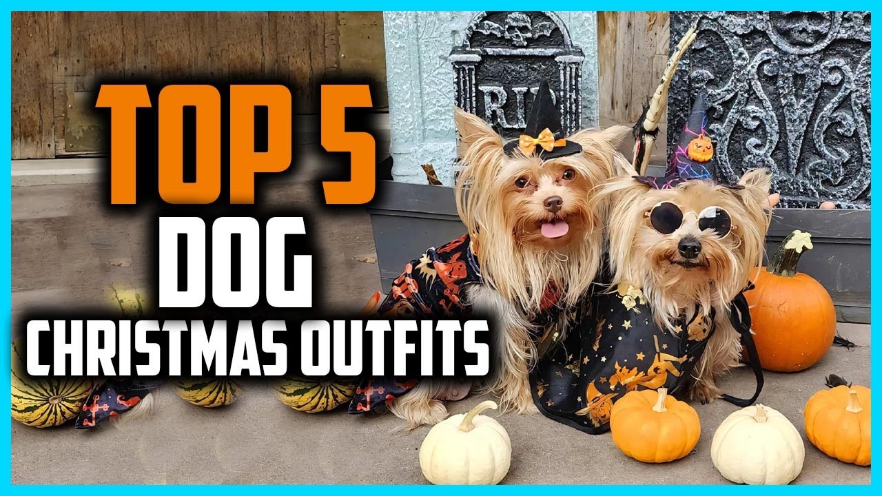 ✅Top 5 Best Dog Christmas Outfits in 2025