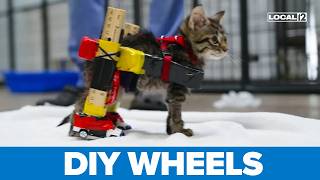 Cincinnati animal shelter builds tiny wheelchair from everyday items for kitten in need