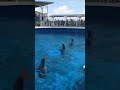 Lindos delfines