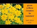 Grow yellow cosmos in summer/cosmos flower/cosmos plant care/best & beautiful summer flower