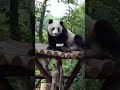 Pandas Are Technically Carnivores Trapped In A Vegetarian Body #pandas #nature