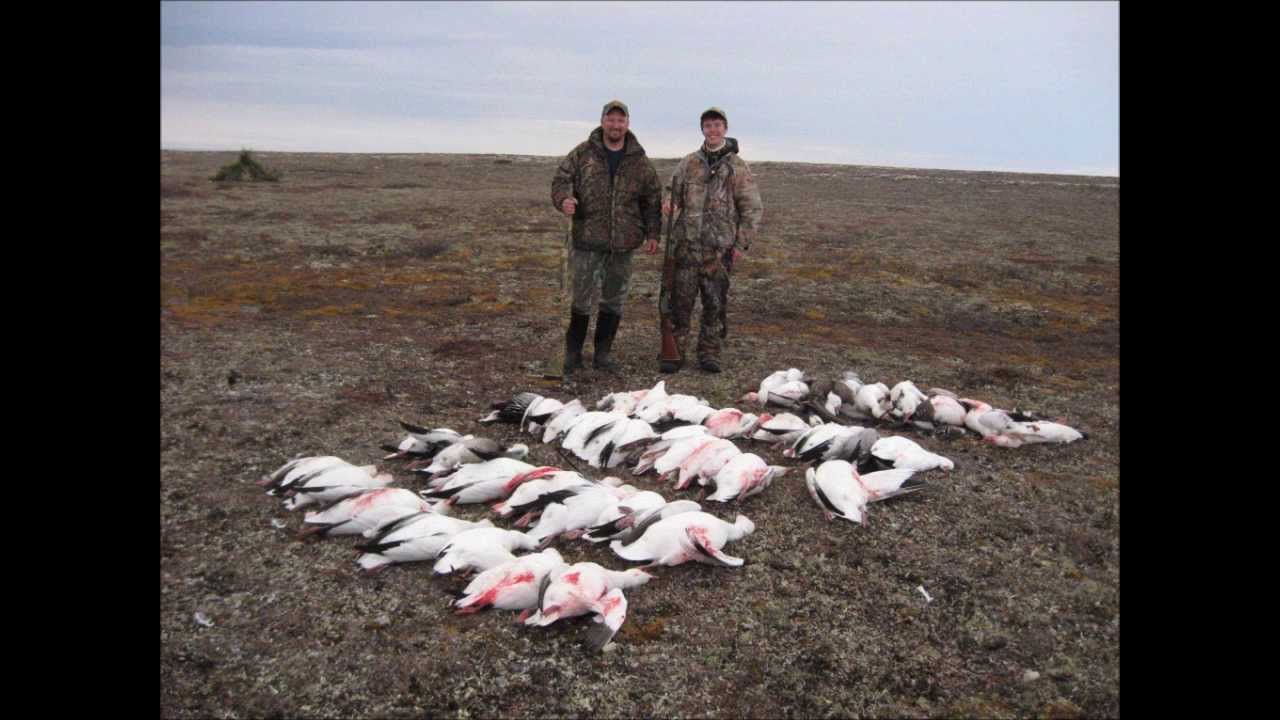 Spring Snow Goose Hunting Churchill Manitoba YouTube