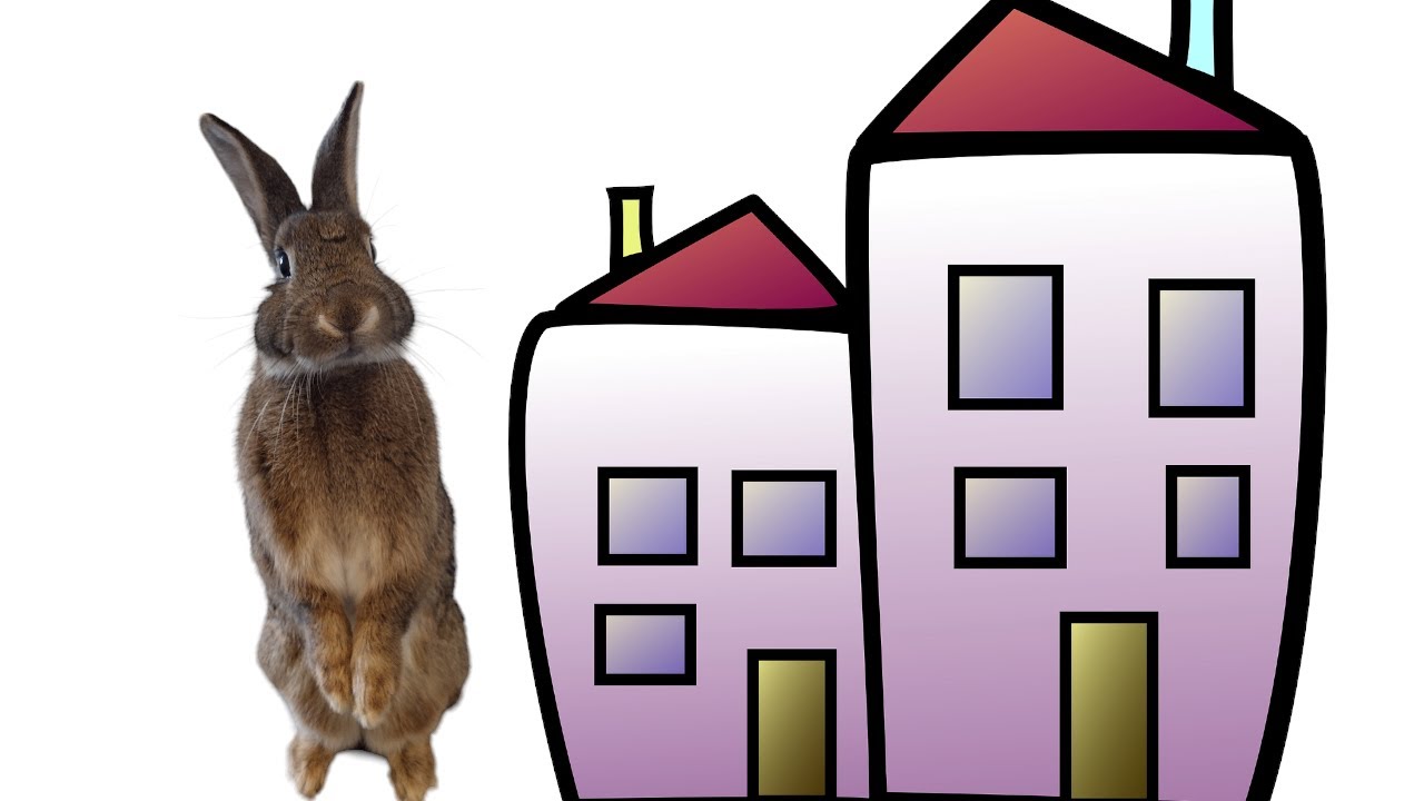 Previously Unseen Footage - When Pom Pom met Bugsy, the Rabbit who ...