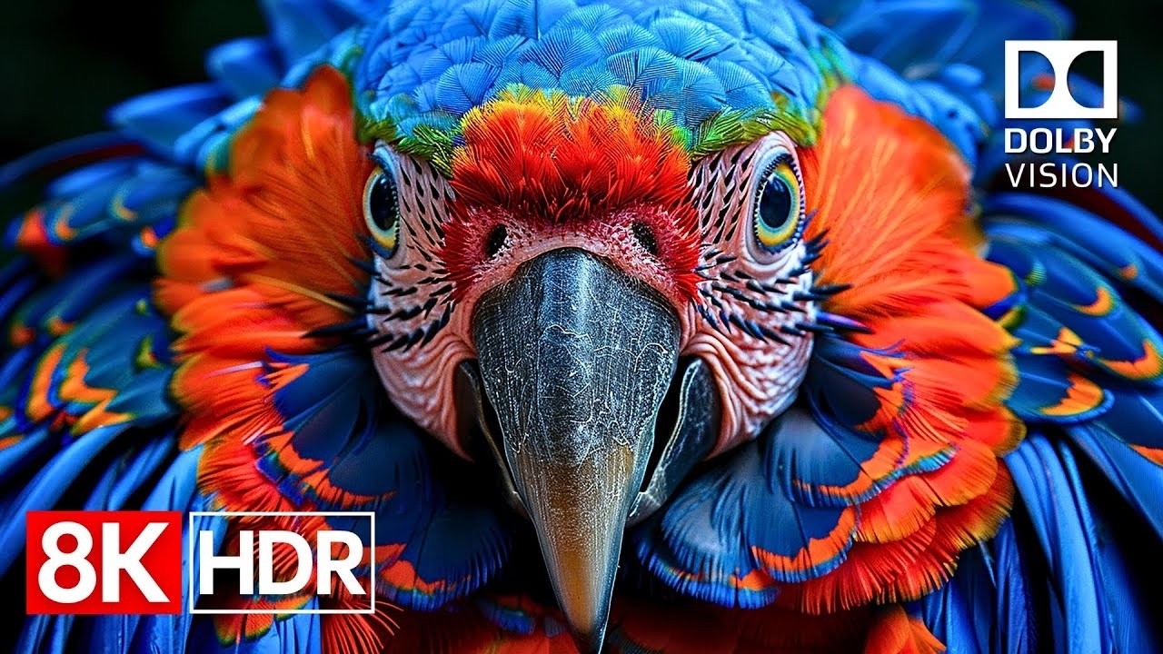 선명한 디테일 — 8K HDR 60fps 돌비 비전 명작 (4K/8K TV)