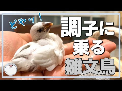 できることが増え調子に乗る雛文鳥【Java sparrow】