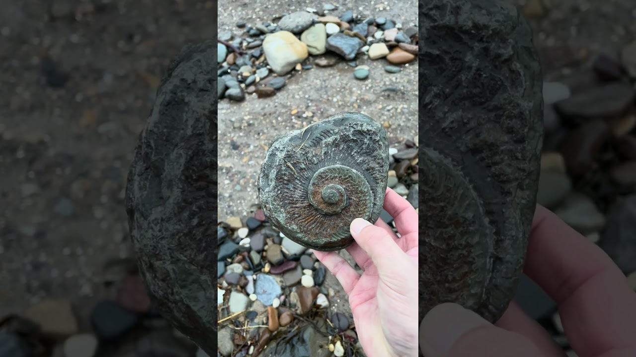 Прекрасный негативный отпечаток красивого аммонита, найденного на пляже 😊😊😊😊