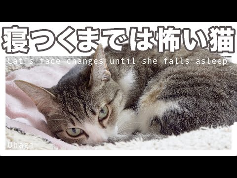 寝つくまでは怖い猫