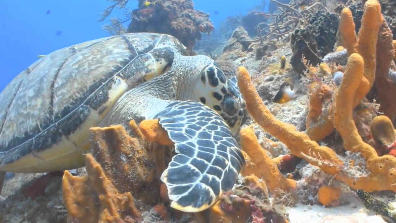 Coral Reef Video Final Edit YouTube