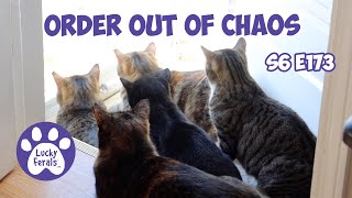 Order Out Of Chaos - S6 E173 - Rescued Kittens, Introducing Cats - Lucky Ferals Cat Vlog