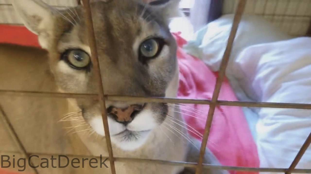 One hour of: Cougar purr!