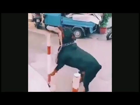 breakfast memes | shitpost status | shot on iphone