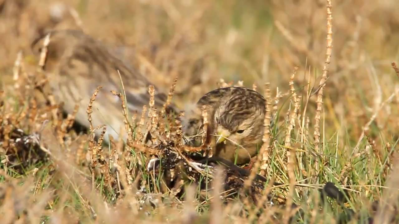 Twite - Vinterhämpling