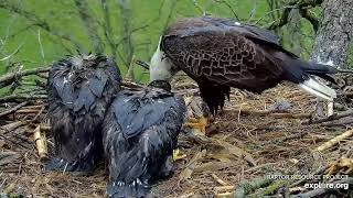 Decorah Eagles - North Nest 09.05.2024