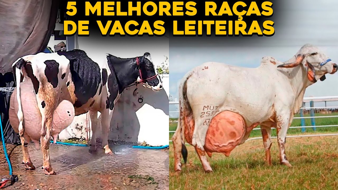 TOP 5 MELHORES RAÇAS DE VACAS LEITEIRAS DO BRASIL – MUITO LEITE!