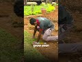 Commercial Landscaping for Textile Outlet 🌿 | Pearl Grass Lawn | Karur–Coimbatore Highway | iCrop