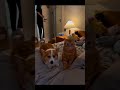 The Cat Is Smarter Than The Dog😂