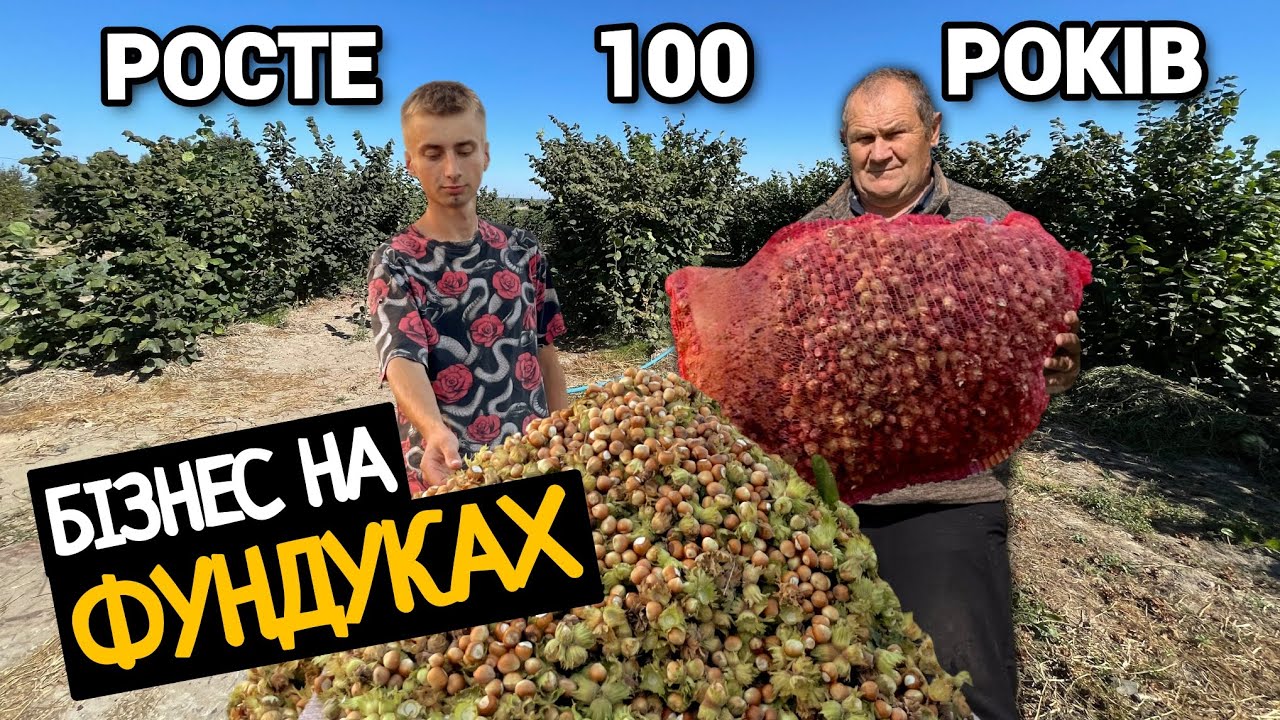 Бізнес у Селі 💰 Про Фундук! Скільки горіхів дає Сад, який і внукам зостанеться... 