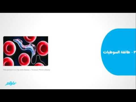 مملكة الطلائعيات أحياء أولى ثانوى