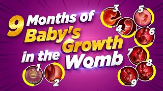 9 Months of Babys Growth in the Womb | Pregnancy Week-By-Week Explained?