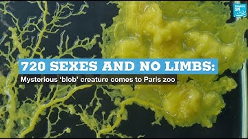 720 sexes and no limbs: Mysterious ‘blob’ creature comes to Paris Zoo