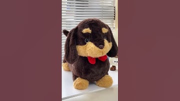Nhà có em chó bông Dachshund lạp xưởng dễ thương mà ngộ ha #bemori #gaubong #capybara