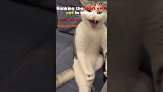 Ranking the most evil cat in history,comment if there are more evil cats #cat #cats #catshorts #cute