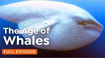 The Lost Whale Ocean: What REALLY Happened to the Giants? | 4K Nature Documentary
