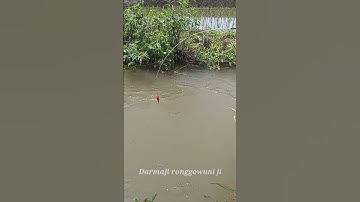 Mancing Ikan Uceng Mantap #shortsvideo
