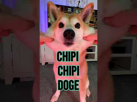 Chipi Chipi Chapa Chapa Doge Ultimate Meme Mashup 4 Doge Cutenessoverload Memes