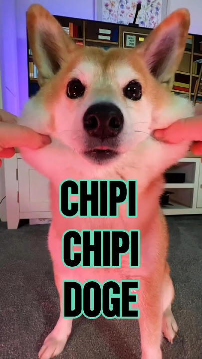 Download lagu Chipi Chipi Chapa Chapa Doge ULTIMATE MEME MASHUP 4 #doge #cutenessoverload #memes