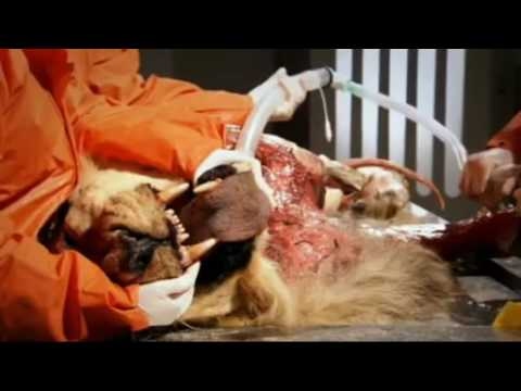 Inside LION&rsquo;S BODY - Big Cats..Nature Documentary.